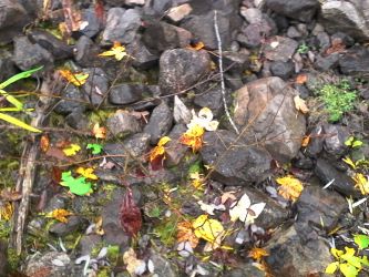 IMG_20201029_162142.jpg