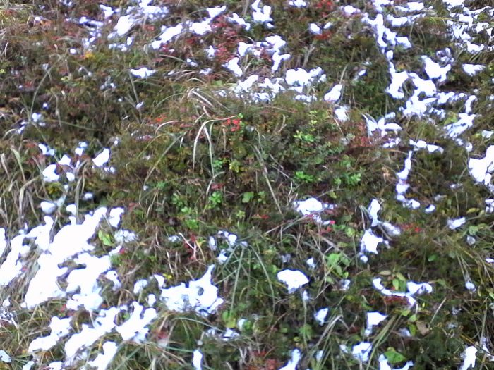 IMG_20201017_132126.jpg