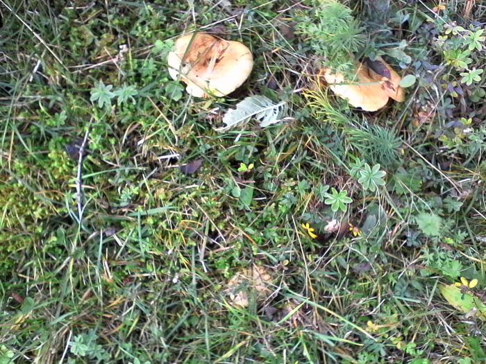 IMG_20201019_163514.jpg